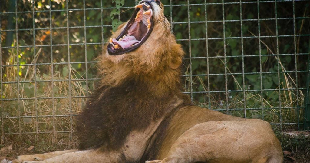 lion