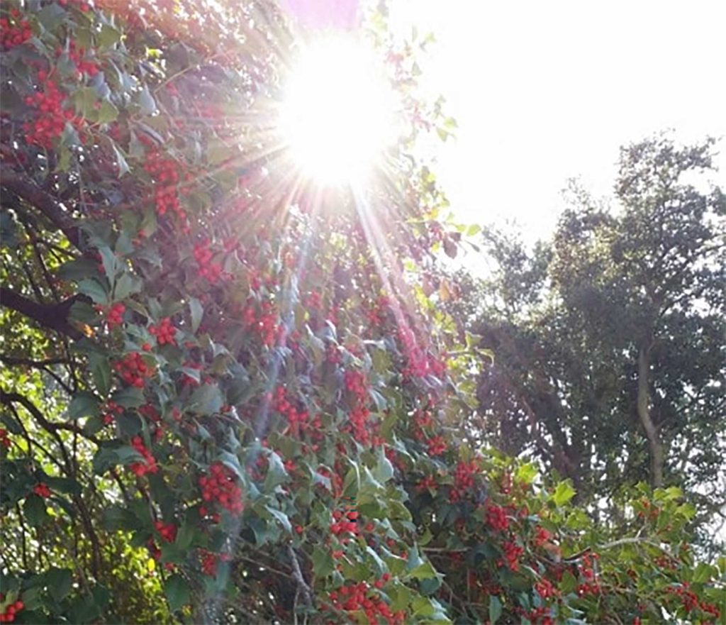Martin Luther King and Holly Berries